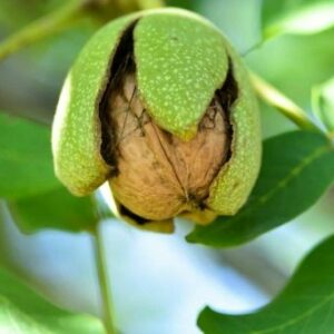 Ořešák královský plod