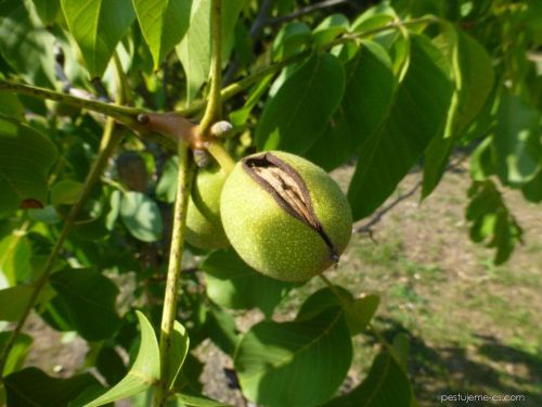 Ořešák královská plod