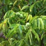 Ořešák královský