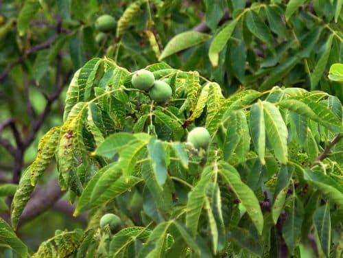 Ořešák královský