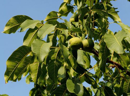 Ořešák královský