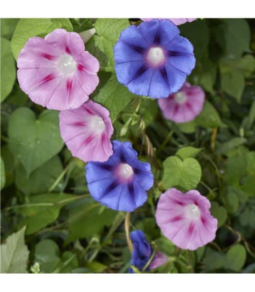 Povíjnice nachová květy