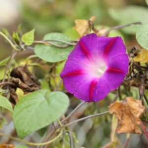 Povíjnice nachová květ