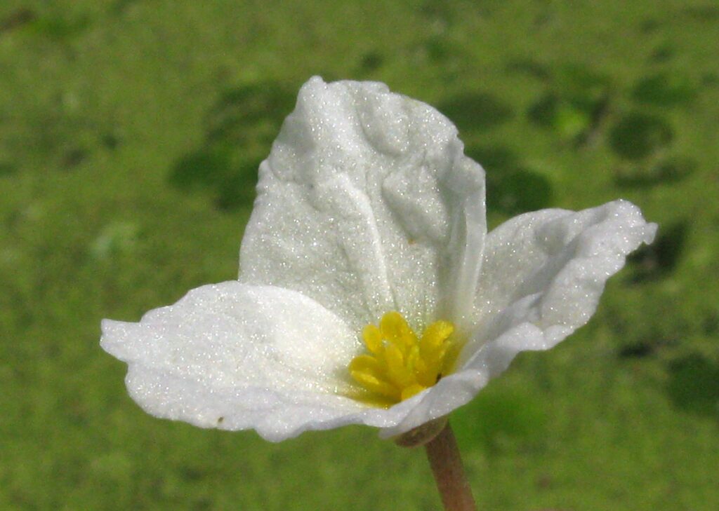 Voďanka žabí květ