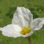 Voďanka žabí květ