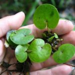 Voďanka žabí listy