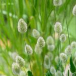 Zajeci ocasek vejcity 1