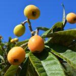 plody mišpule na stromu