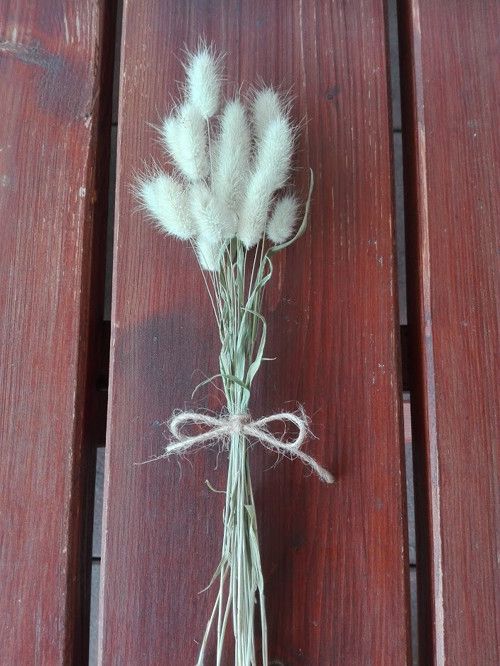 Zaječí ocásek sušený