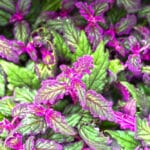 1000 F 527226384 YJnCmbtv8oGOGRRu5uciFuKm0ikqKwjo 1