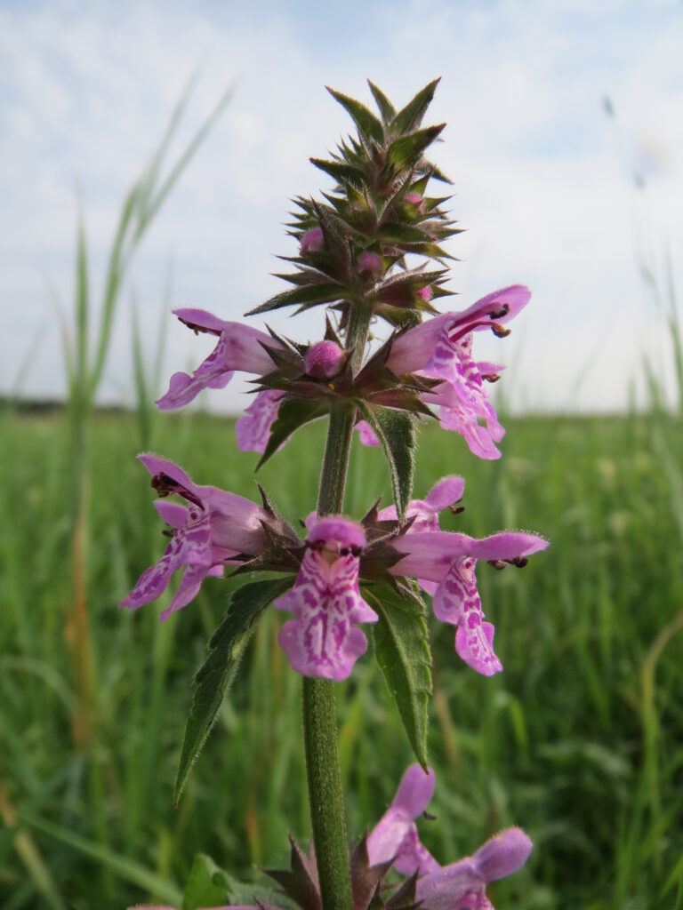 Čistec bahenní (Stachys palustris)​