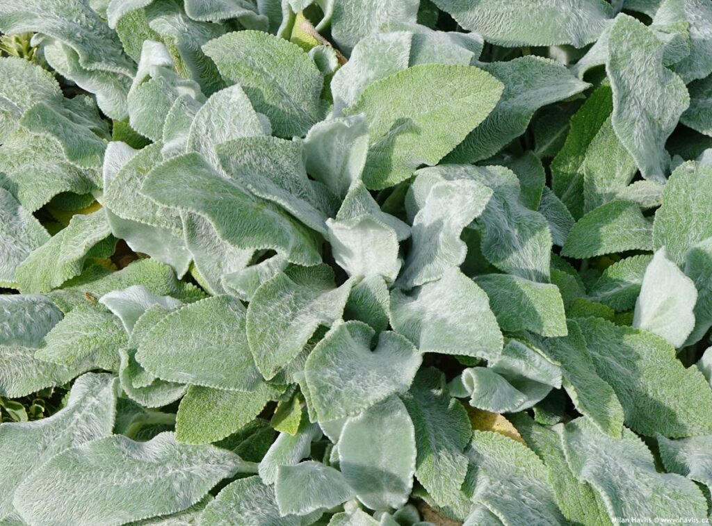 čistec vlnatý (Stachys lanata)​