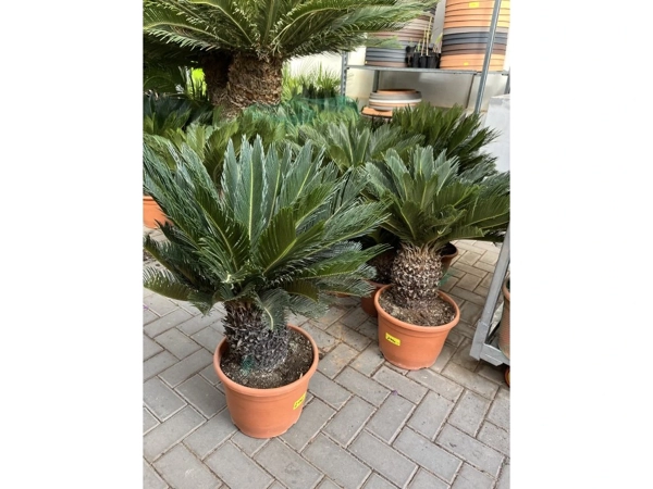 Cykas 2 Cykas (Cycas revoluta)