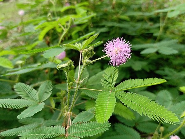 Citlivka stydlivá (Mimosa pudica)