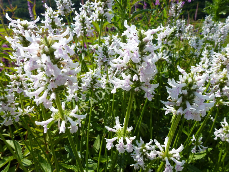 Čistec sněhobílý (Stachys nivea)​