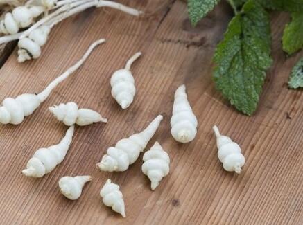 Čistec Sieboldův (Stachys sieboldii) ​