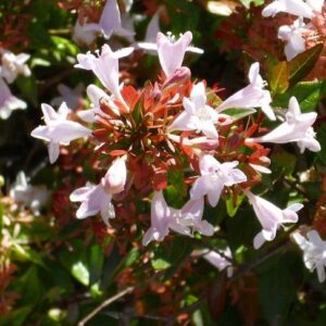 Abélie (Abelia)