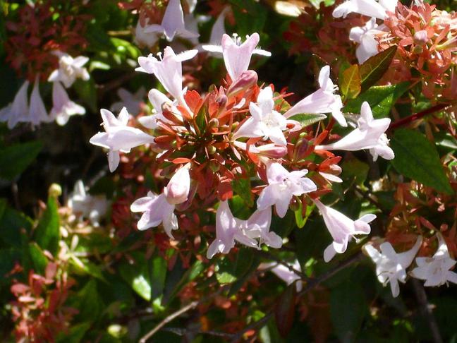 Abélie (Abelia)