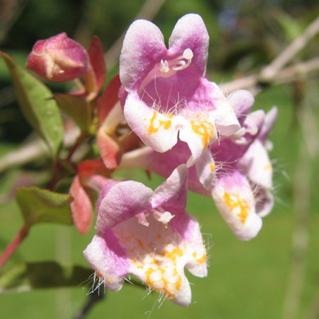 Abélie Englerova (Abelia engleriana)