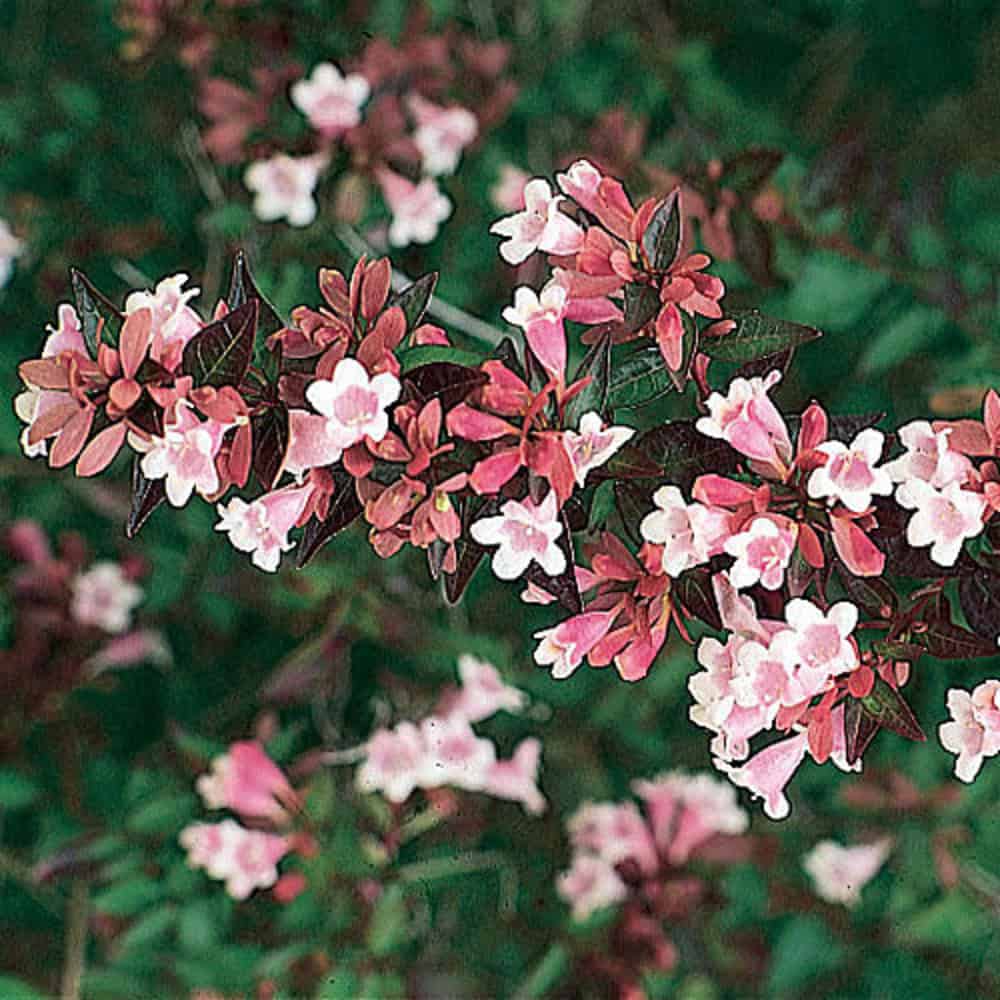 Abélie velkokvětá 1 Abélie velkokvětá (Abelia x grandiflora)