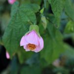 Abutilon