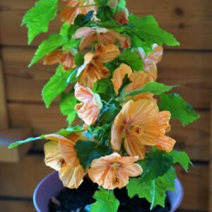 Abutilon