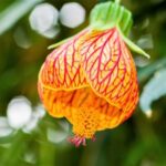 Abutilon květ