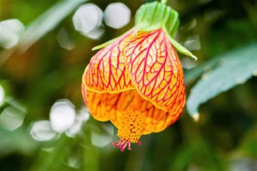 Abutilon květ
