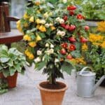 Abutilon v květináči