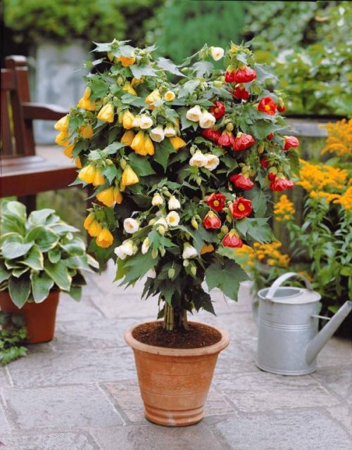 Abutilon v květináči