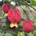 Abutilon