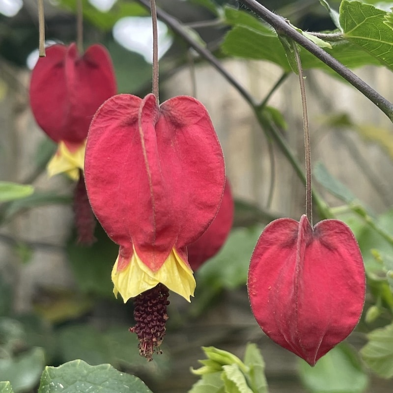 Abutilon