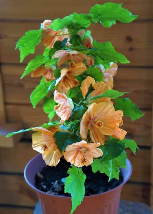 Abutilon