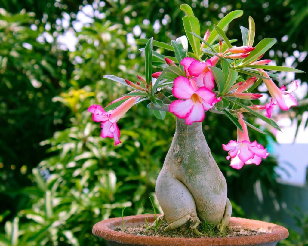Adenium 1 Adenium (Adenium obesum)