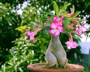 Hnojení pokojových rostlin 89 Adenium (Adenium obesum)
