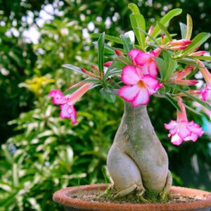 Adenium (Adenium obesum)