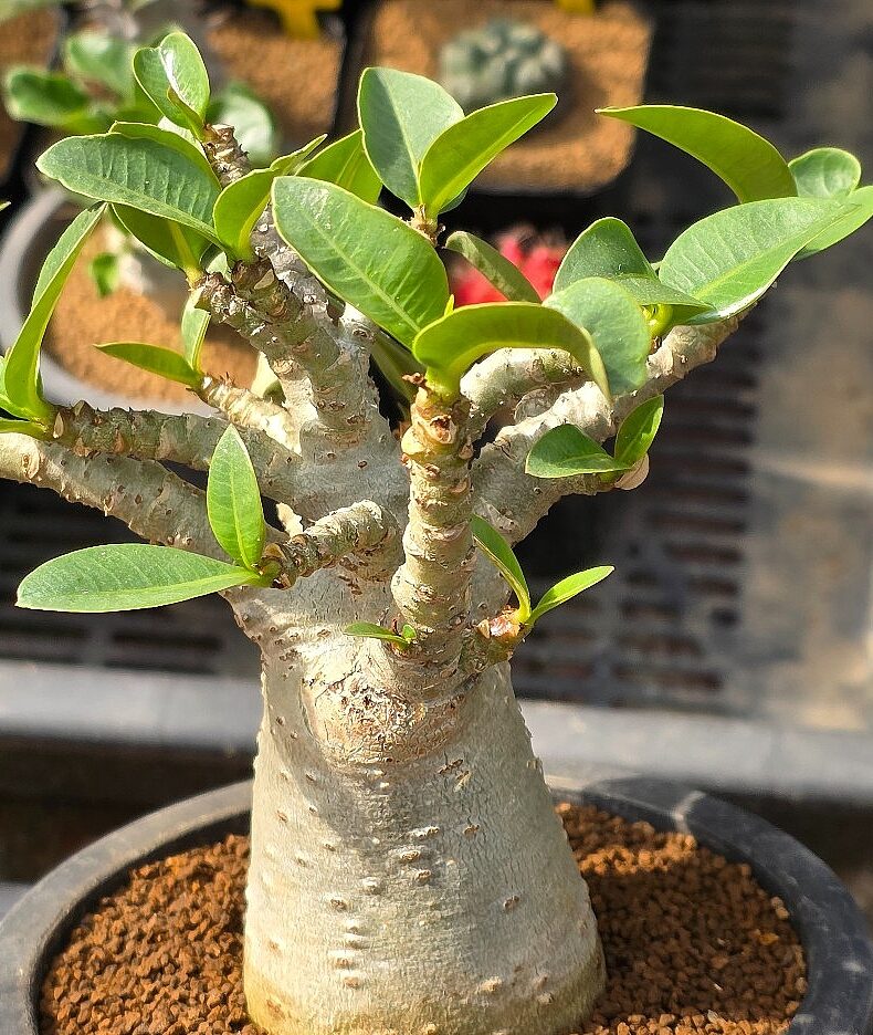 Adenium 2 Adenium (Adenium obesum)