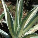 Agave americka