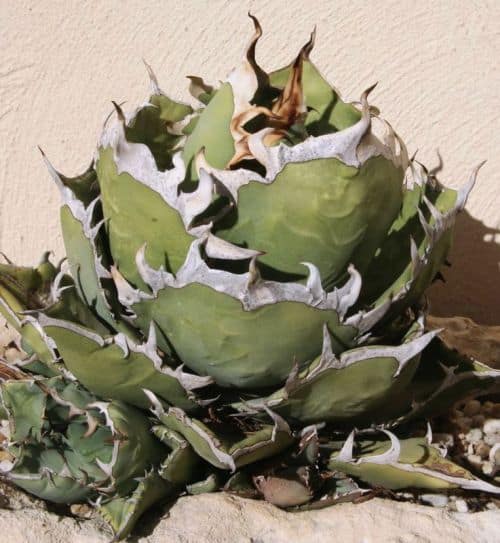 Agave svilucky