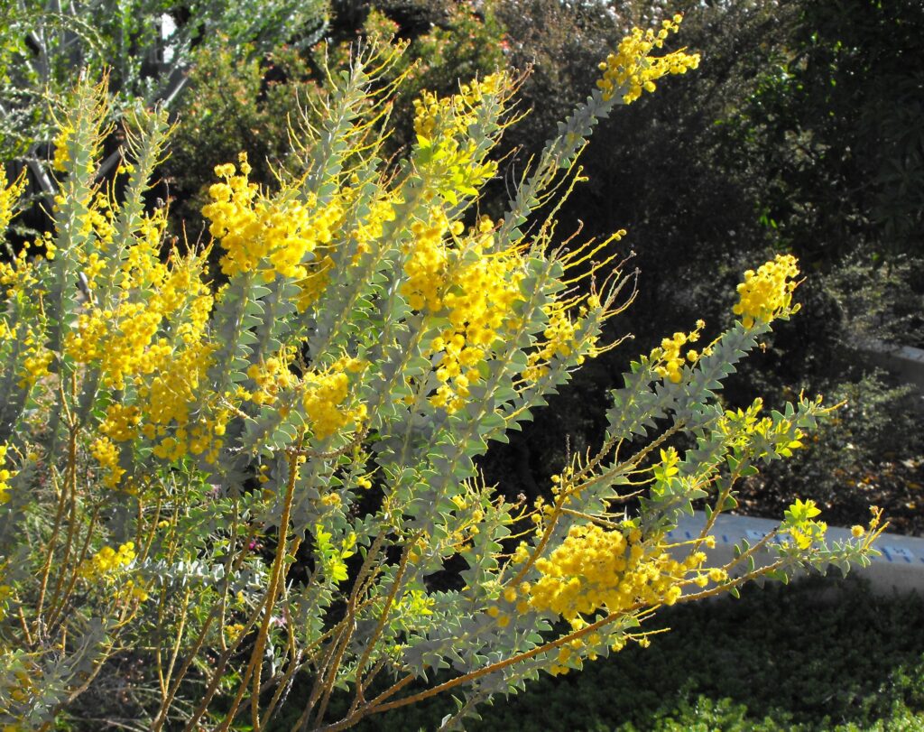 Akácie nožovitá (Acacia cultriformis)​