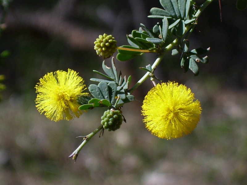 Akácie půvabná (Acacia pulchella)