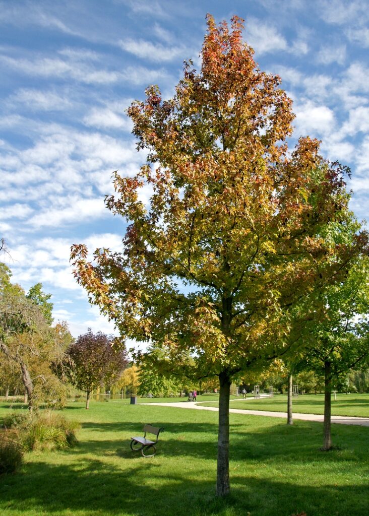 Ambroň (Liquidambar)