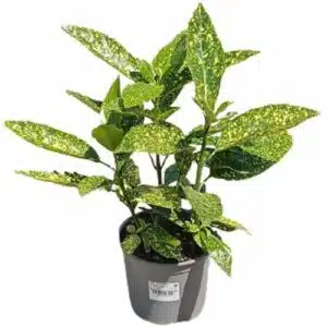 Hnojení pokojových rostlin 88 Aukuba v květináči