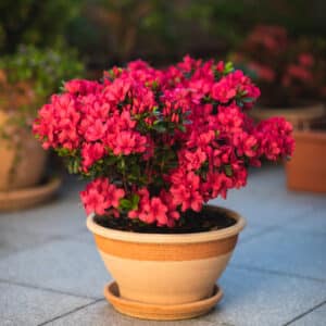 Azalka v květináči