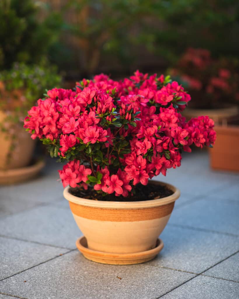 Azalka v květináči