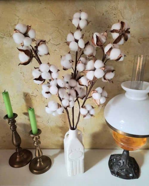 Bavlník jako dekorace