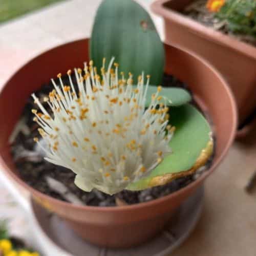 Bělokvět v květináči