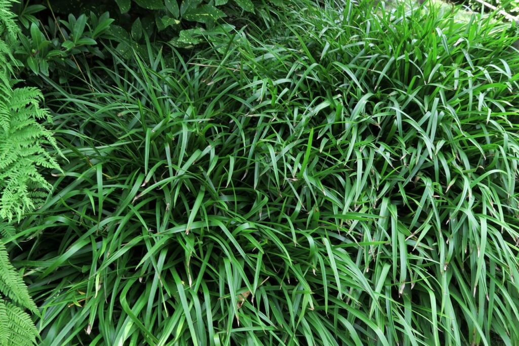 Bika lesní (Luzula sylvatica)