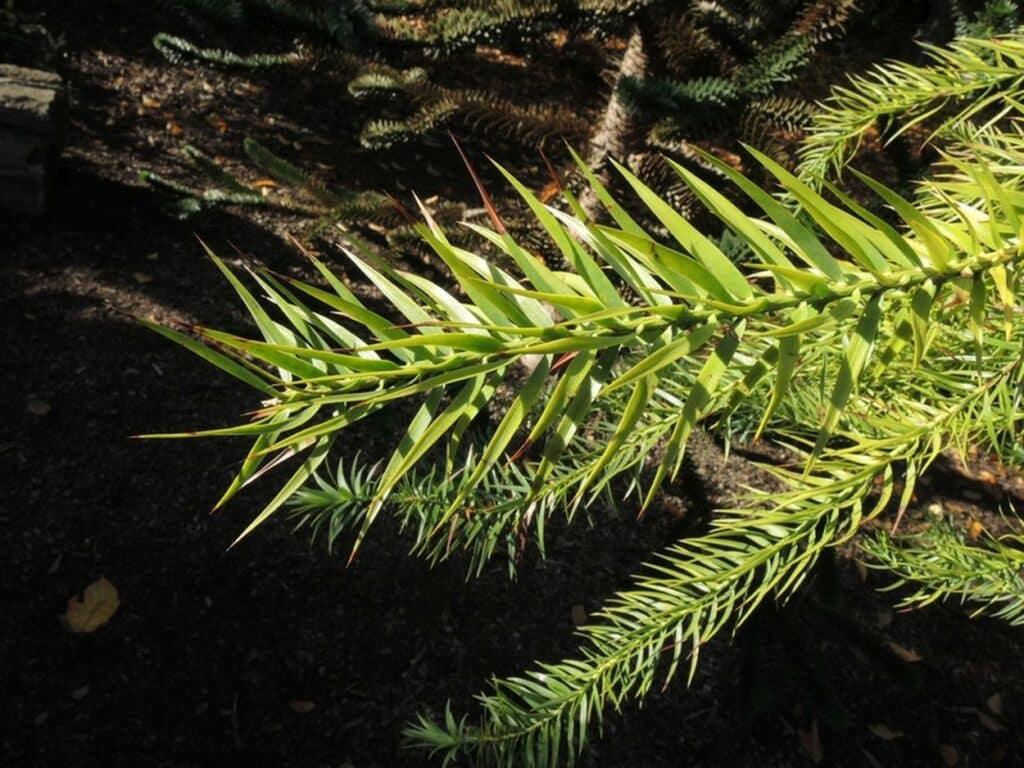 Blahočet (Araucaria araucana)