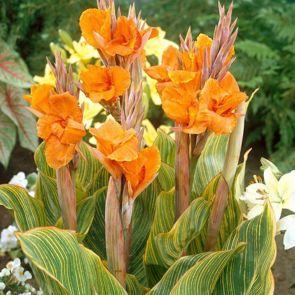 Dosna (Canna)​